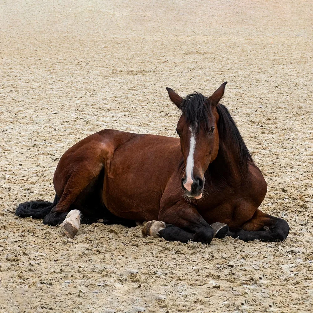 Full Air Horse – Natural product to relieve cough in Horses